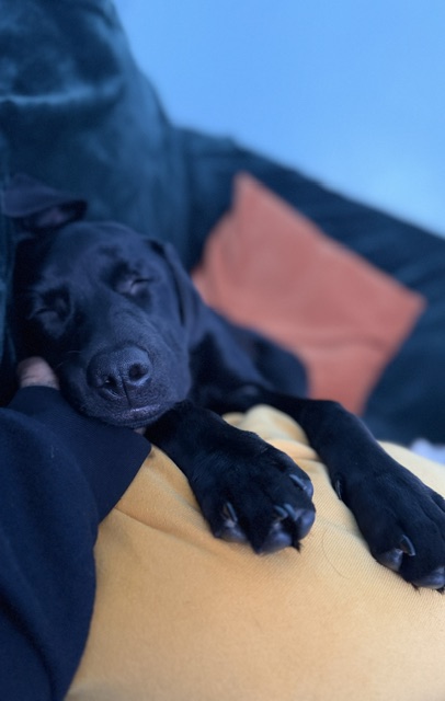 Akira, a black Labrador puppy, resting contentedly.