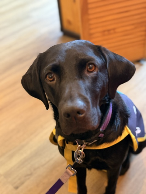 Shadow, a black Labrador and accredited therapy dog, looking gently toward the camera indoors wearing her working harness.